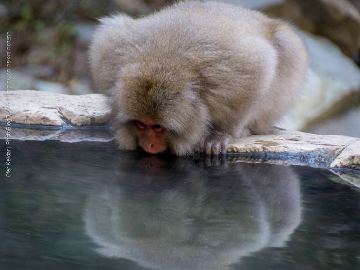 Monkey Park Trip Packages