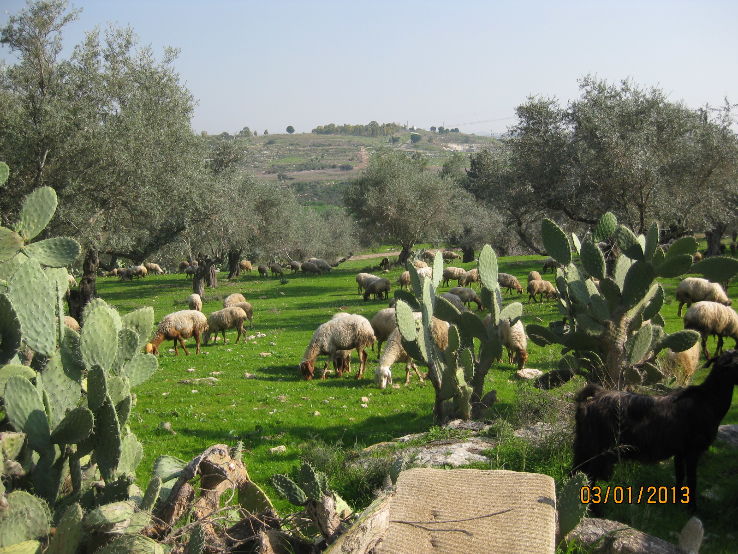 Tel Hadid Trip Packages