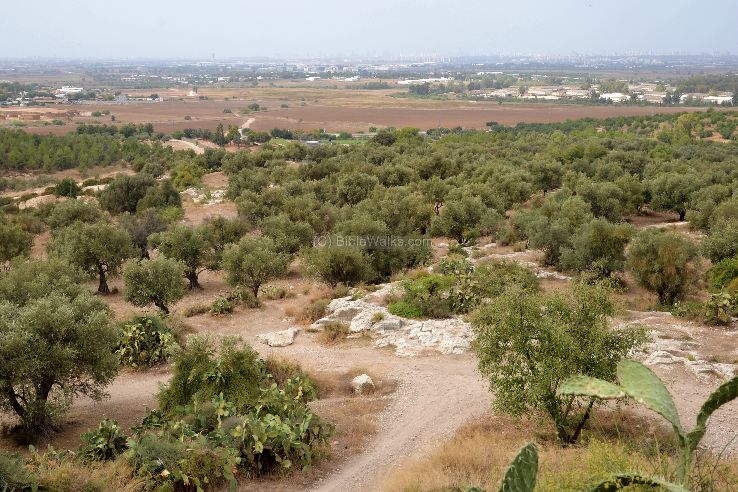 Tel Hadid Trip Packages