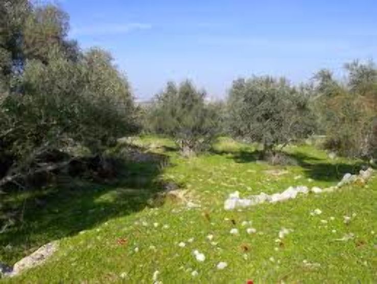 Tel Hadid Trip Packages