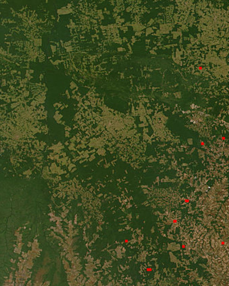 Brazil Forest Trip Packages