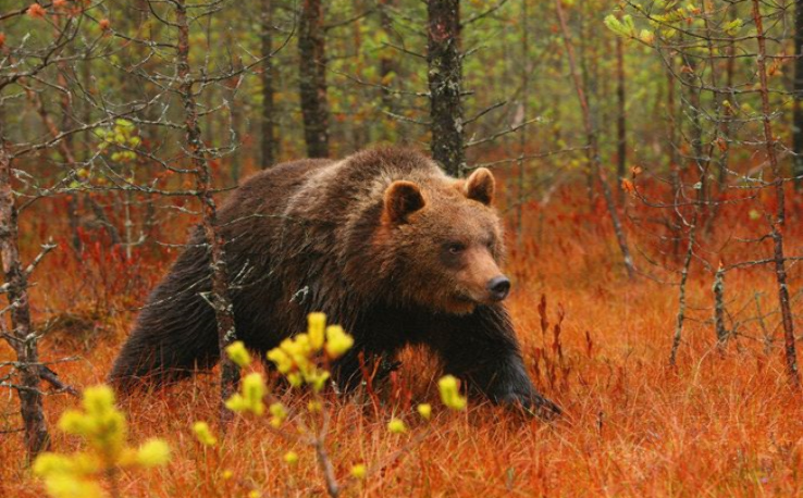 Pripyatskiy National Park Trip Packages
