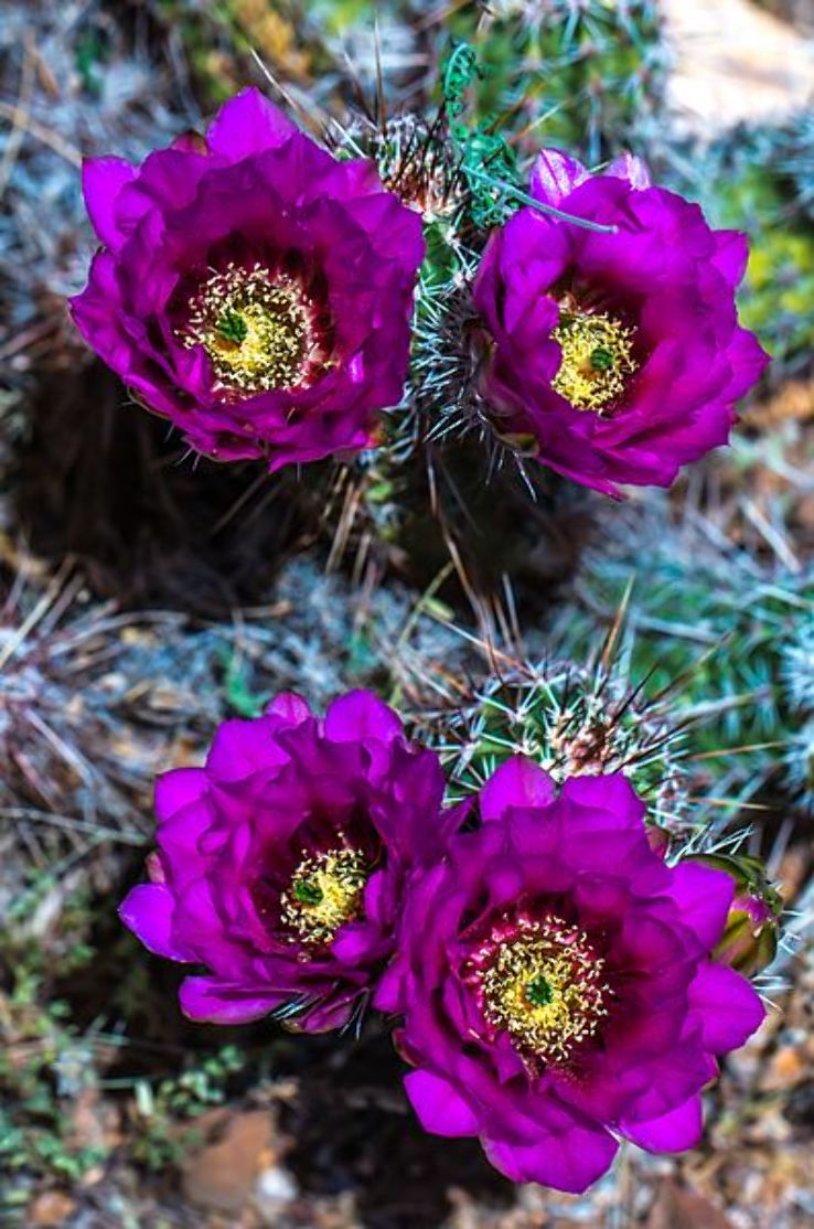 Oracle State Park Trip Packages