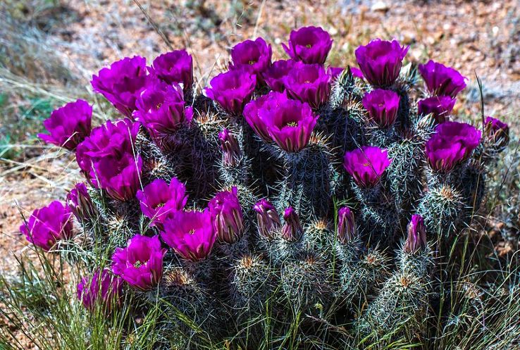 Oracle State Park Trip Packages