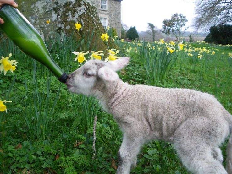 Stonebrook Pet Farm Trip Packages