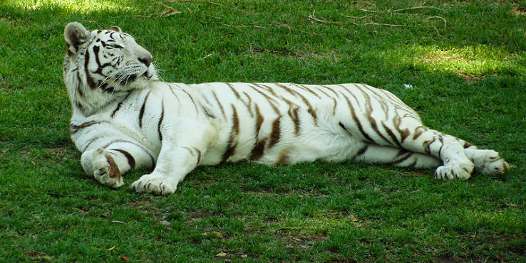 Guadalajara Zoo Trip Packages