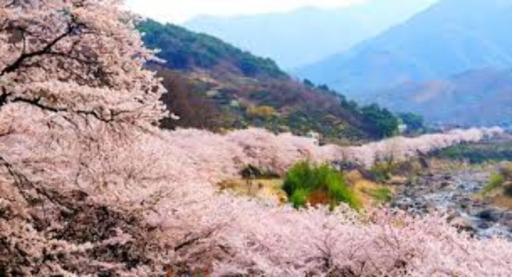 Yoshino Baigo Trip Packages