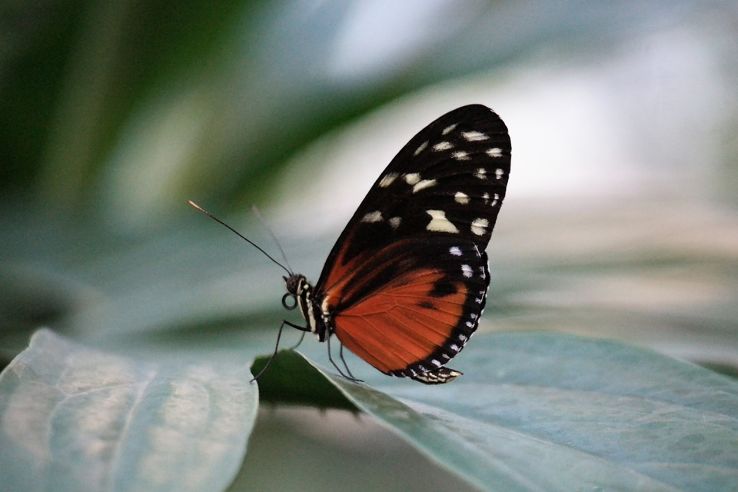 World of Butterflies  Trip Packages