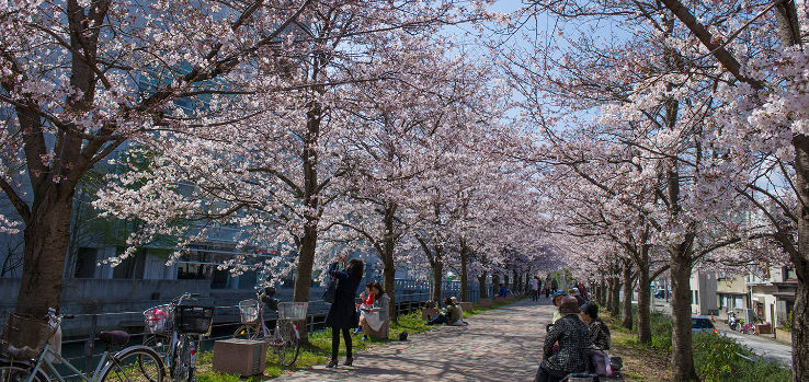 Cherry blossoms Trip Packages