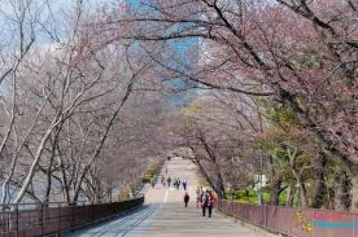 Cherry blossoms Trip Packages