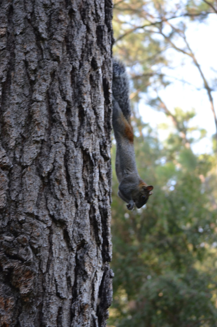 Los Colomos Trip Packages