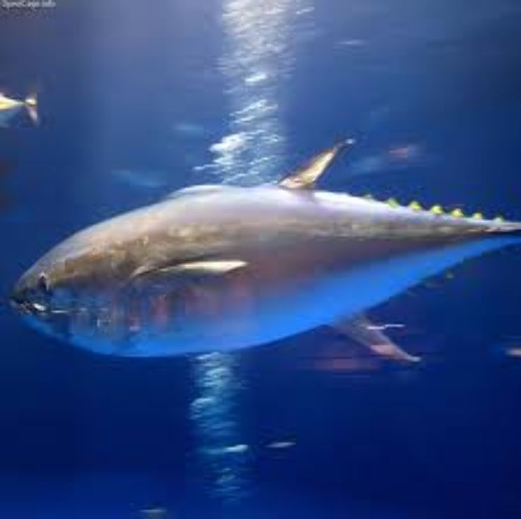 Port of Nagoya Public Aquariu Trip Packages