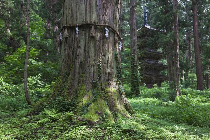 Sacred Cedar Tree Trip Packages