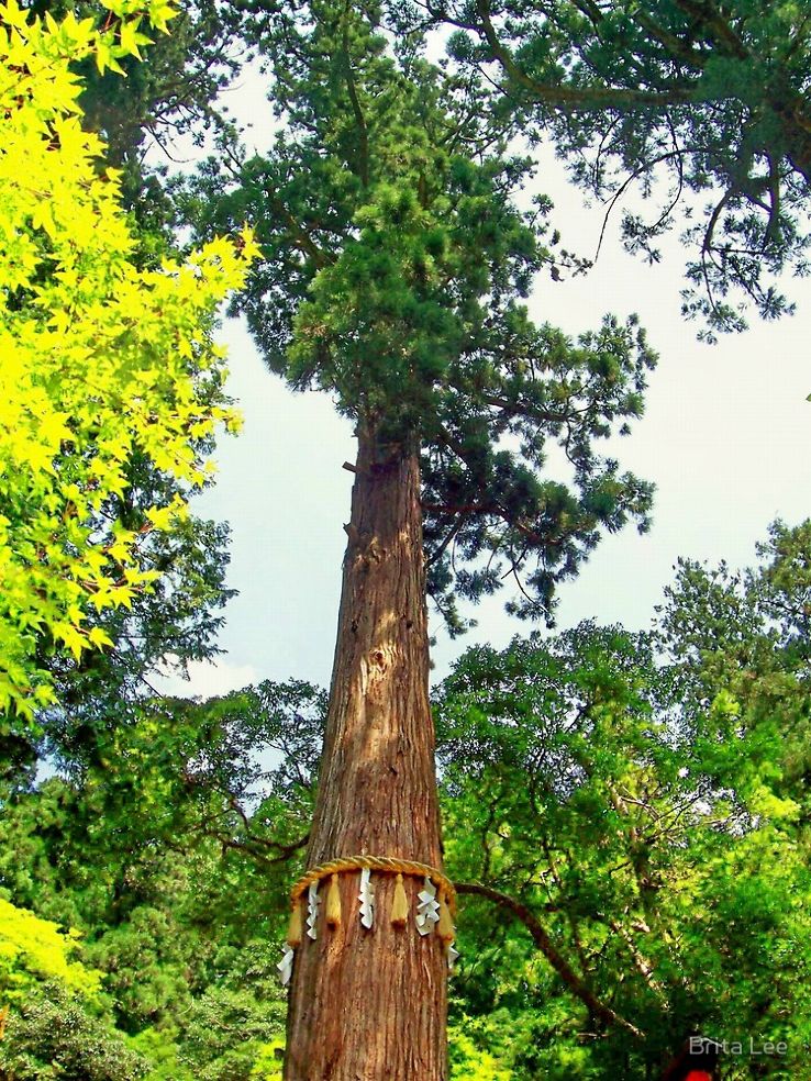 Sacred Cedar Tree Trip Packages