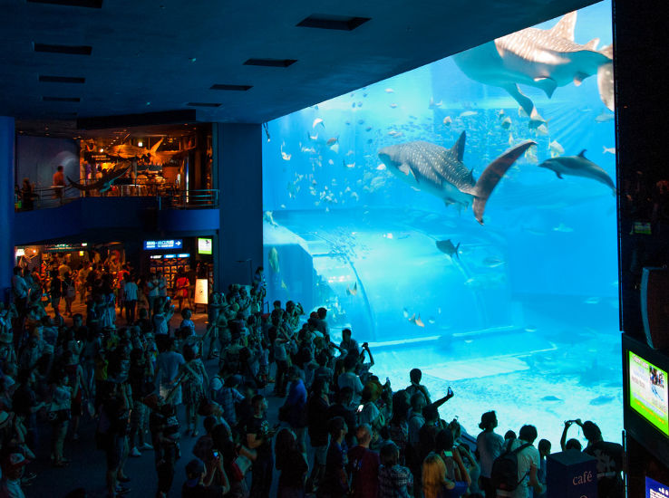 Okinawa Churaumi Aquarium Trip Packages