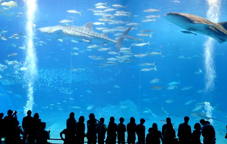 Okinawa Churaumi Aquarium Trip Packages