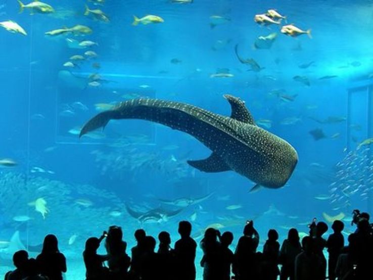 Okinawa Churaumi Aquarium Trip Packages