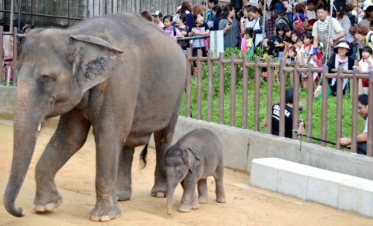 Okinawa Childrens World Zoo and Museum Trip Packages