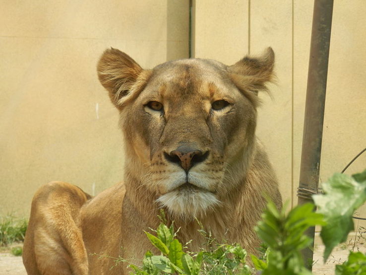 Tobu Zoo Trip Packages