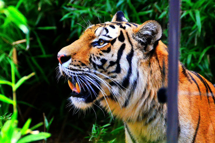 Tama Zoological Park Trip Packages