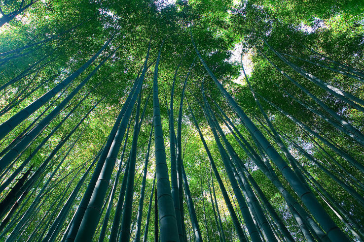 Arashiyama Trip Packages