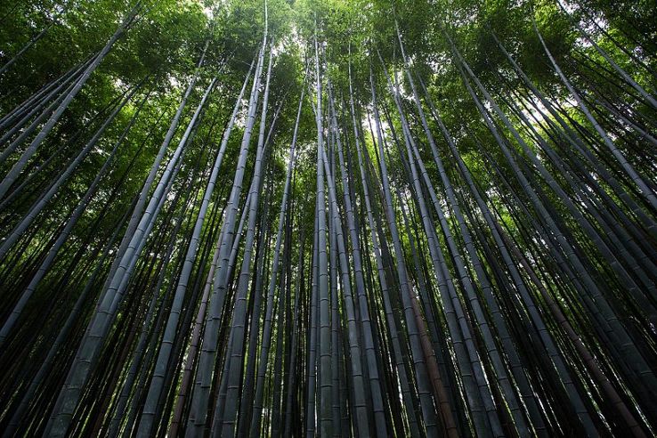 Arashiyama Trip Packages