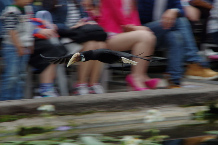 Kobe Animal Kingdom Trip Packages