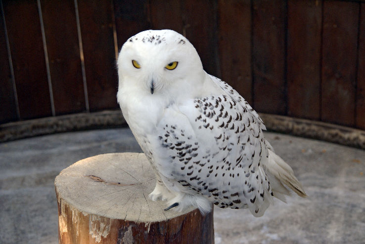 Kobe Animal Kingdom Trip Packages