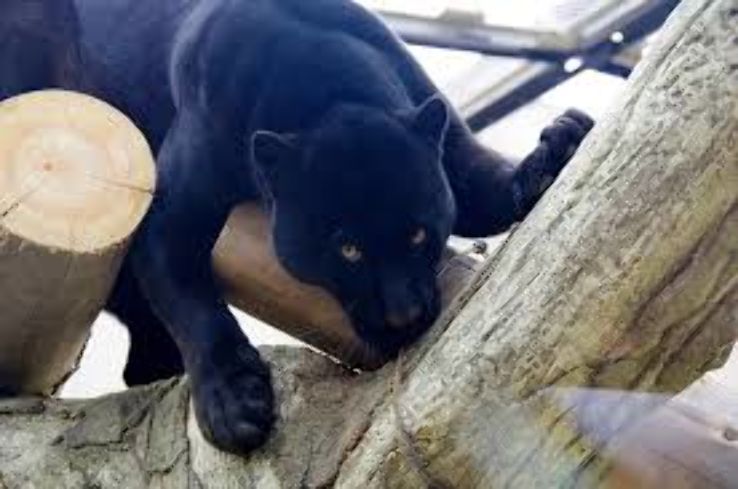  Kobe oji Zoo Trip Packages