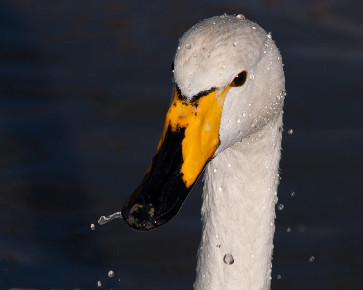 Cosmeston Lakes Country Park  Trip Packages