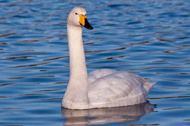 Cosmeston Lakes Country Park  Trip Packages