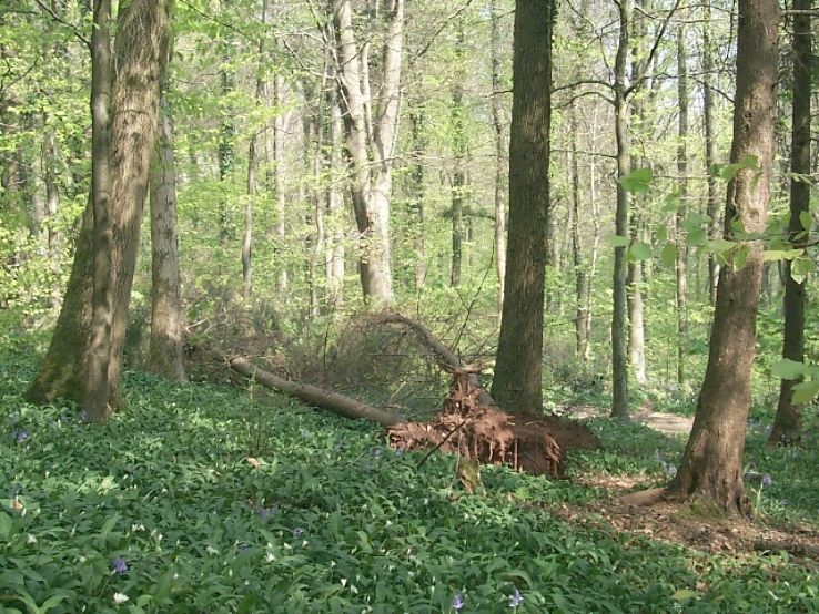 Fforest Fawr  Trip Packages