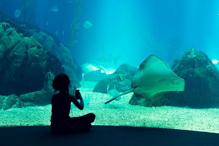 Lisbon Oceanarium Trip Packages