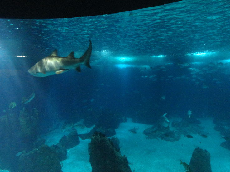 Lisbon Oceanarium Trip Packages