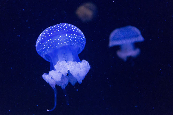 Lisbon Oceanarium Trip Packages