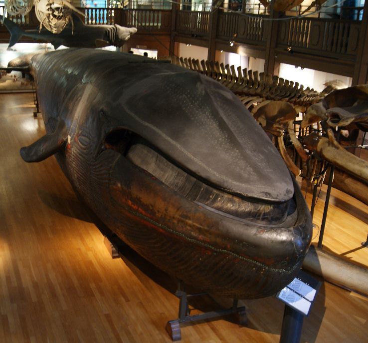 Gothenburg Museum of Natural History Trip Packages