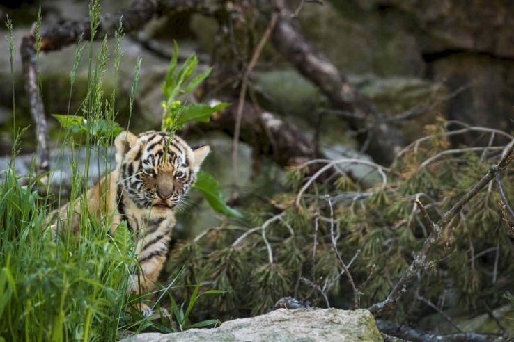 The Children Zoo Trip Packages