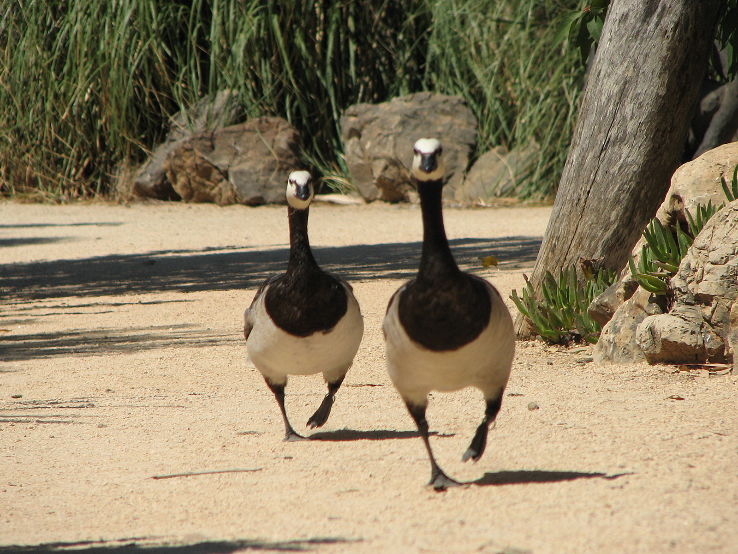 Lagos Zoo Trip Packages