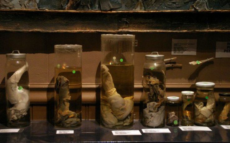 Icelandic Phallological Museum Trip Packages