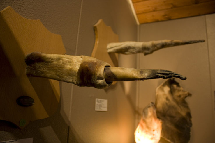 Icelandic Phallological Museum Trip Packages
