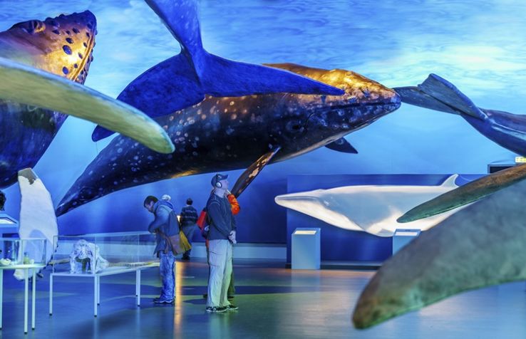 Whales of Iceland Trip Packages