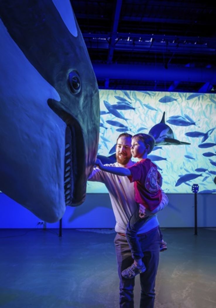 Whales of Iceland Trip Packages