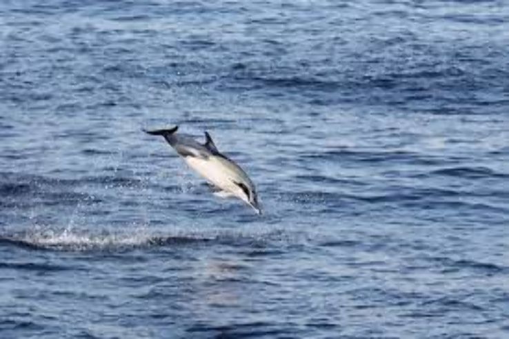 Dolphin Spotting Trip Packages