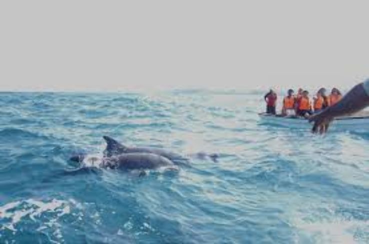 Dolphin Spotting Trip Packages