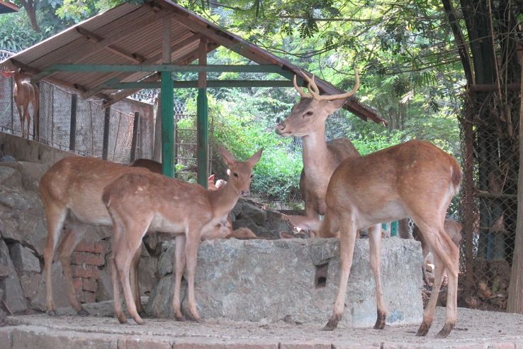 Yangon Zoo Trip Packages