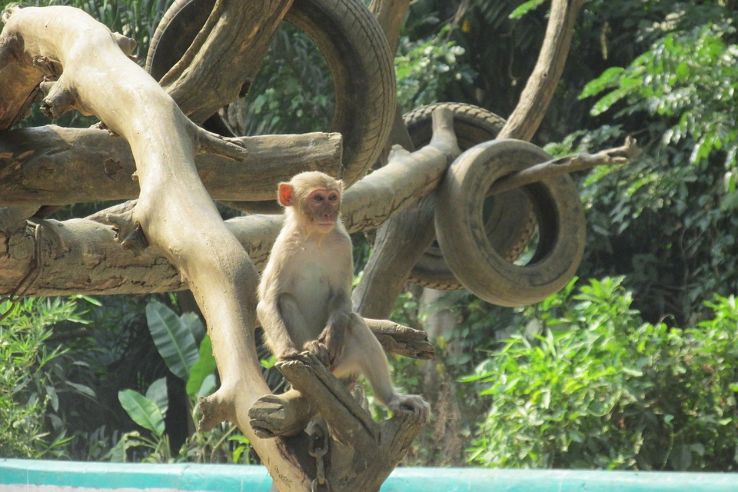 Yangon Zoo Trip Packages