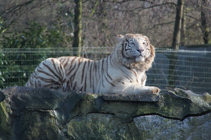 Olmen Zoo Trip Packages Olmen Zoo Trip Packages