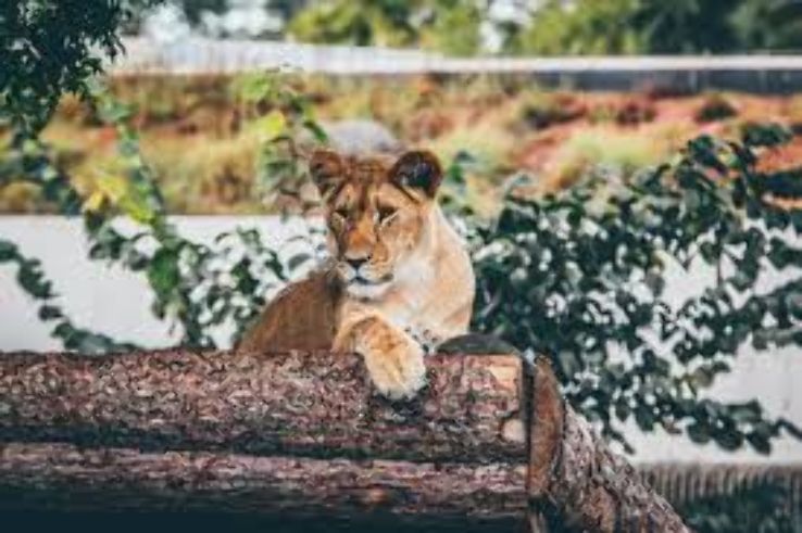 Copenhagen Zoo Trip Packages