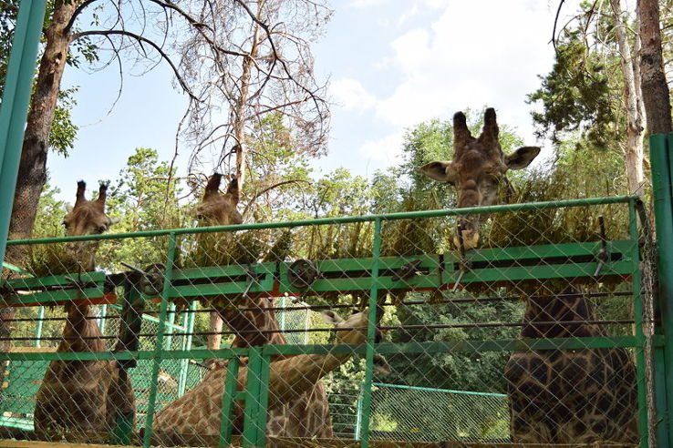 Almaty Zoo Trip Packages
