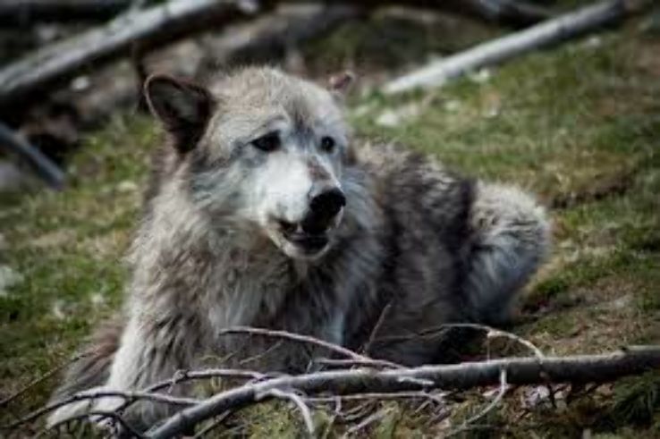 Grizzly and Wolf Discovery Center  Trip Packages